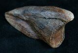 Struthiomimus Foot Claw - South Dakota #7531-2